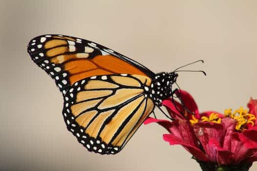 The Museum of Natural Science - Cockrell Butterfly Center