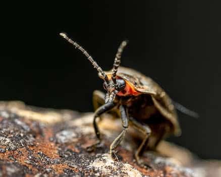 Fade into the night: Fireflies facing threats from climate change and light pollution