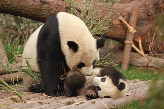 Twin girls born to giant panda at South Korean theme park