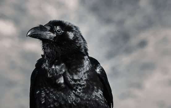 Raven’s Call