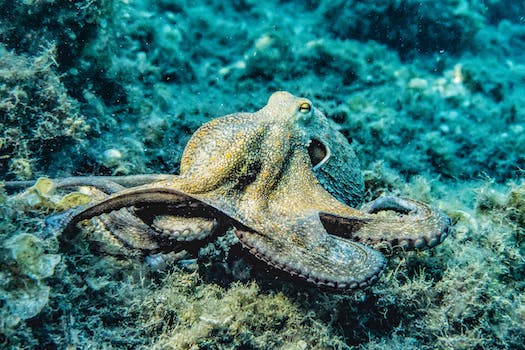 Discovery of a Deep-Sea Octopus Garden Nursery in British Columbia's Waters