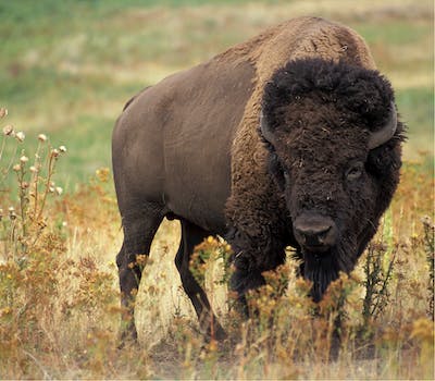 Métis Nation of Alberta marks ‘historic’ birth of 2 bison calves