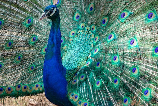 Plan a visit to the Houston Zoo's Wortham World of Primates