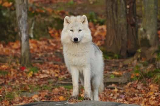 Wolf Attack on Dog at Butze Rapids in Prince Rupert