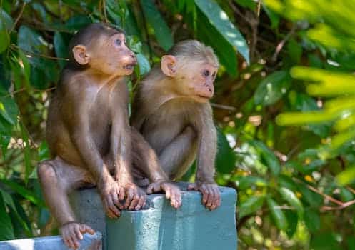 Discover primates at the Houston Zoo