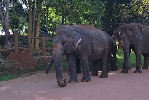 Houston Zoo virtual tour