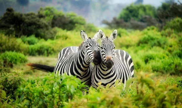 Houston Zoo conservation efforts